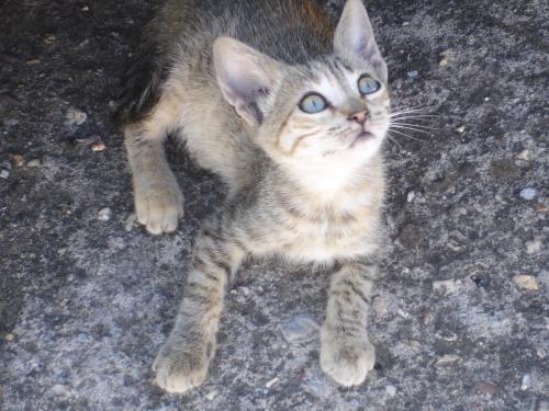 Olhos de gato