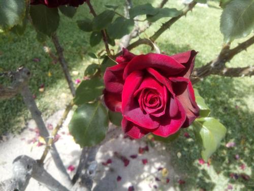 rosa vermelha.jpg