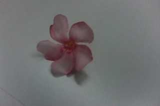 Conversas da escola - Entre a despedida e o agradecimento fica uma flor