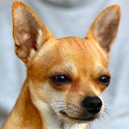chihuahua.jpg chihuahua.jpg