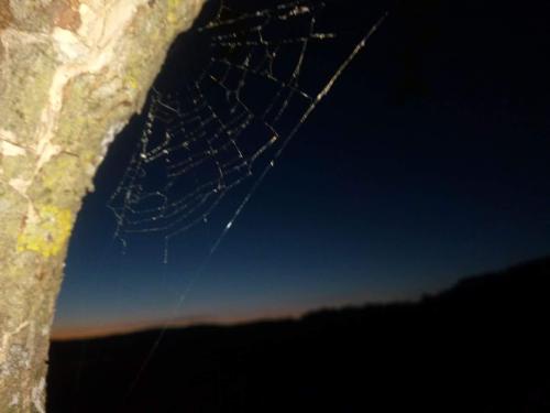 Micro contos - A aranha tem medo de fracassar?
