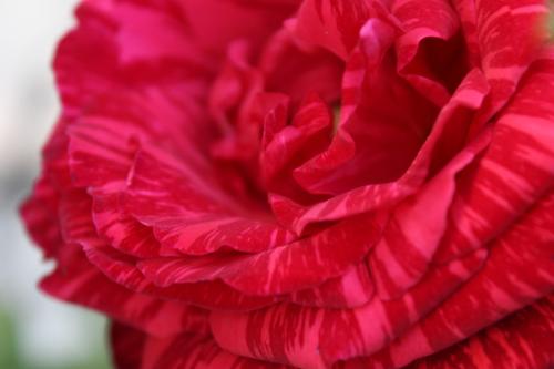 rosa mesclada.JPG