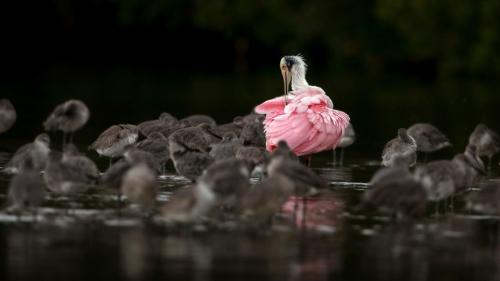 Fotógrafos de Natureza - Scott Suriano