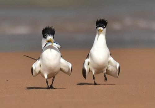 Fotógrafos de Natureza - Susanne Scarborough