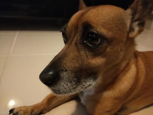 O cão mais lindo do mundo