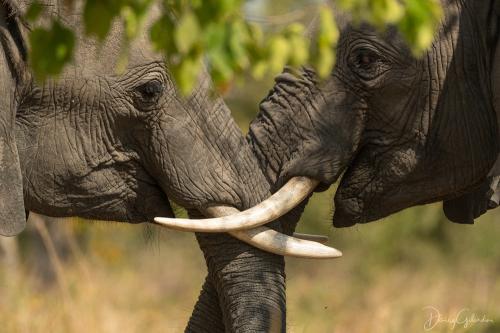 elefante.jpg