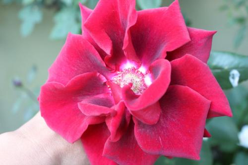 rosa vermelha.JPG