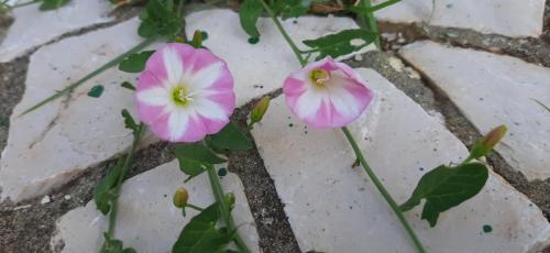 pedras da calçada.jpg pedras da calçada.jpg