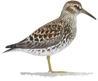 p4.jpg