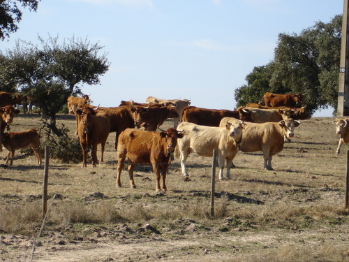 As vacas que bebem vinho são mais felizes e têm a carne mais saborosa
