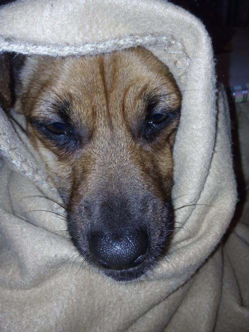 a tremer de frio.jpg a tremer de frio.jpg