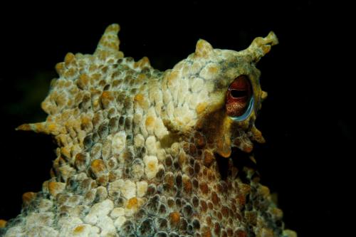 Exposição fotográfica: O esplendor da vida submarinha
