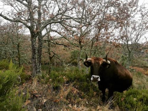 vacas maronesa.jpg