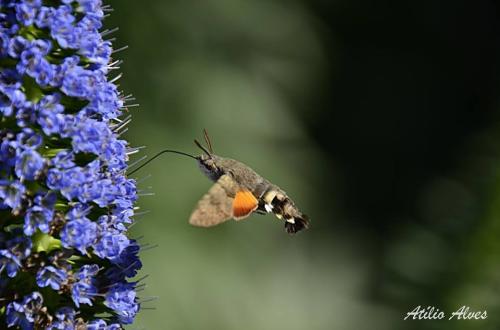 Fotógrafos de Natureza - Atílio Alves