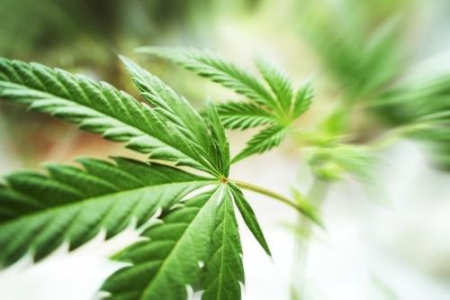 cannabis.jpg