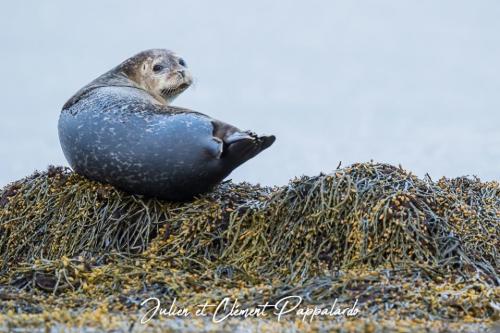foca.jpg