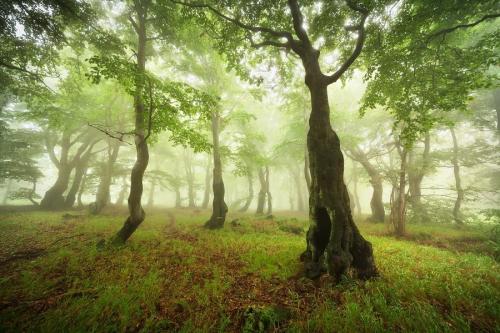 Fotógrafos de Natureza - Daniel Řeřicha