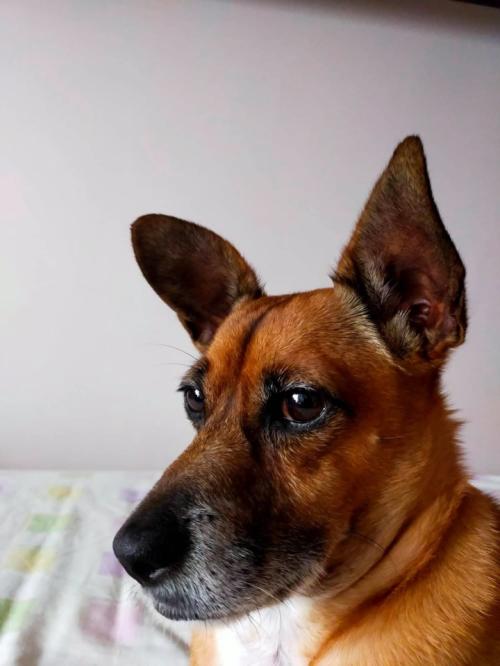 Tal cão
