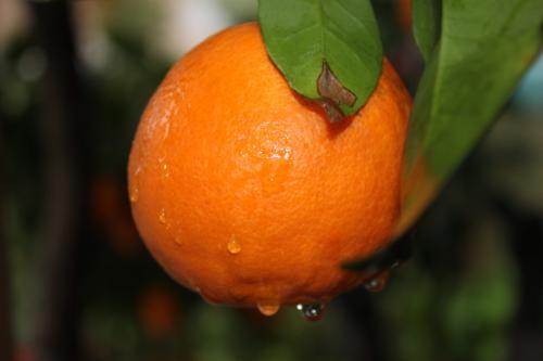 laranja.JPG
