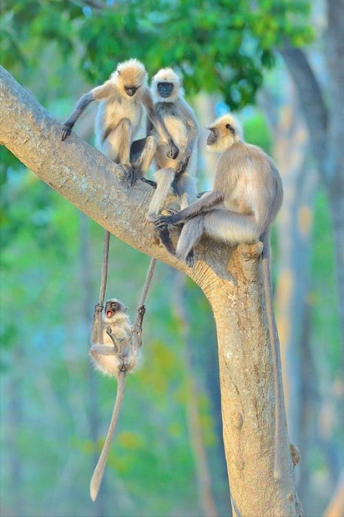 Fotógrafos de Natureza - Thomas Vijayan