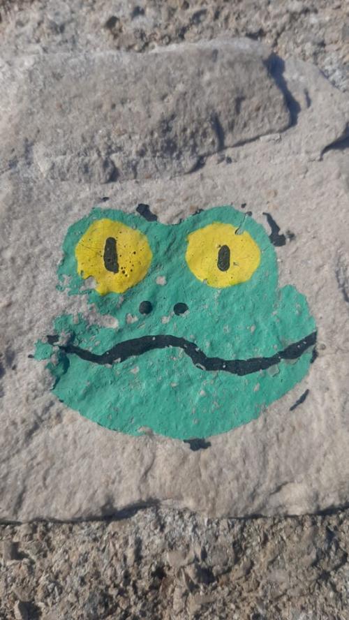 Algas dão à costa em Portugal,