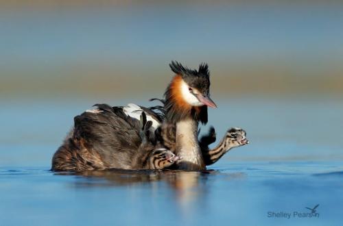 Fotógrafos de Natureza - Shelley Pearson