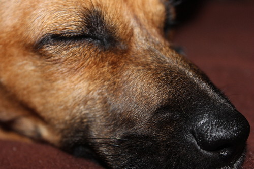 Durmiendo la siesta