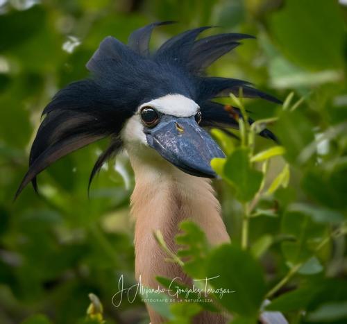 Fotógrafos de Natureza - Alejandro Gonzalez T