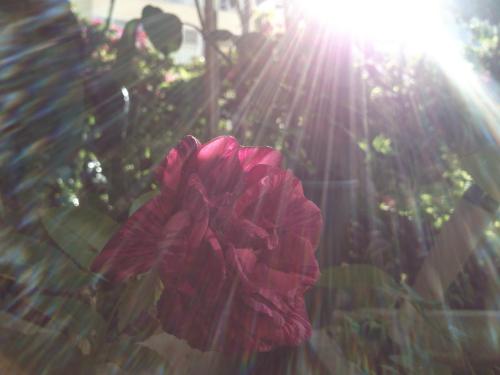 chuva de sol.jpg