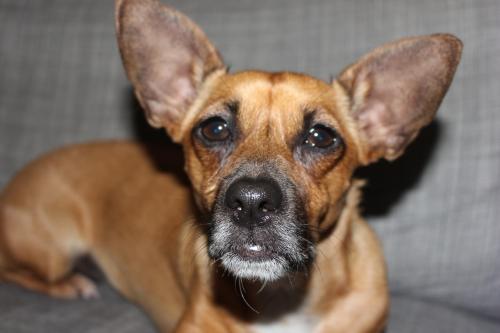cão de guarda.JPG cão de guarda.JPG