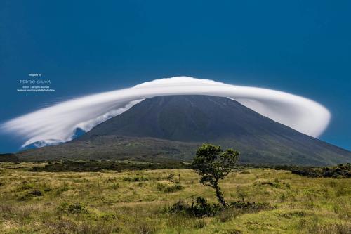 Fotógrafos de Natureza - Pedro Silva
