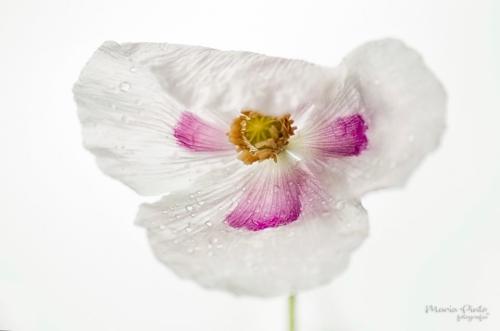 Fotógrafos de Natureza - Maria Pinto