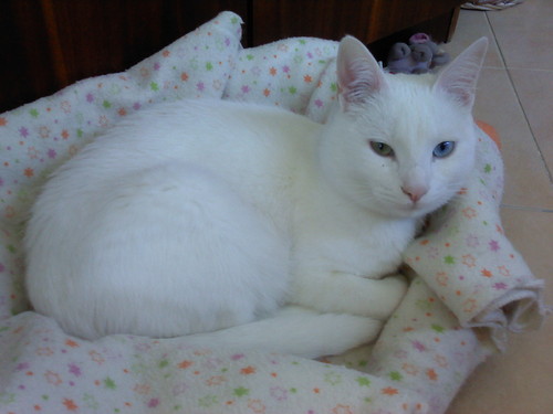 O que é um gato?