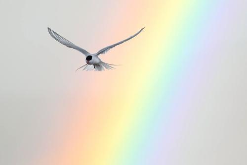 aves.jpg