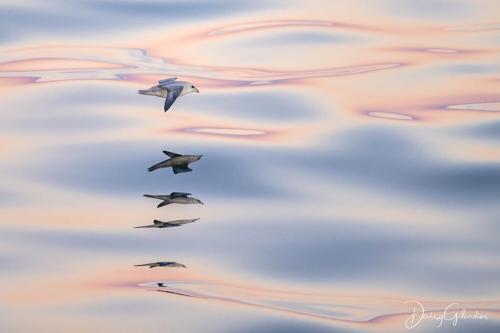 Fulmar