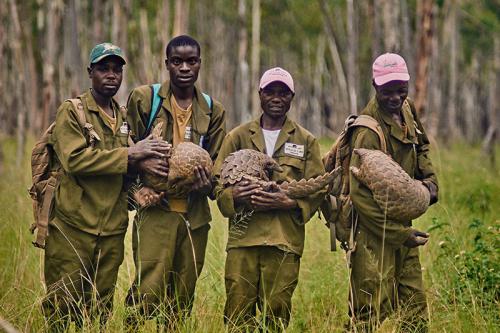 pangolin.jpg