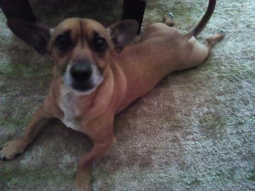 yoga canina.jpg