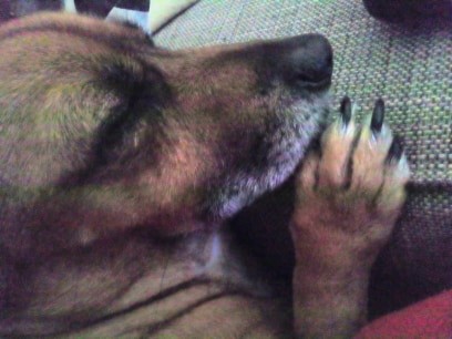 ginjas o c&atilde;o.jpg