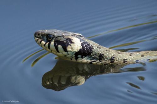Fotógrafos de Natureza - Heinrich Wagner