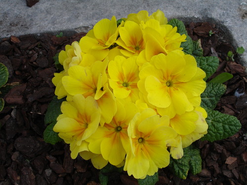 Pai natal amarelo