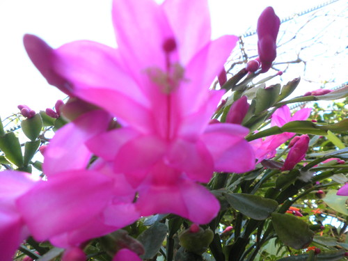 Flores no quintal