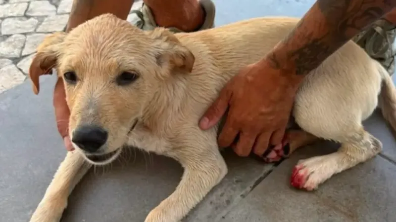 Besta de cerca de 11 anos tenta afogar cão,