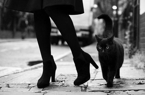theBlackCat - theFword (2).jpg theBlackCat - theFword (2).jpg