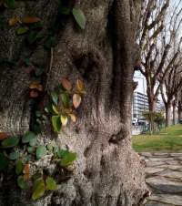 Folhas na árvore