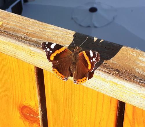 Uma borboleta no quintal