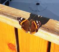 Uma borboleta no quintal