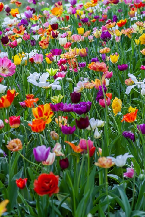 A Primavera
