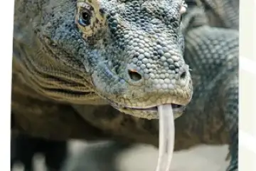 Passatempo Zoo Dragão-de-komodo