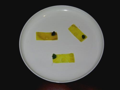 Gengibre Gengibre