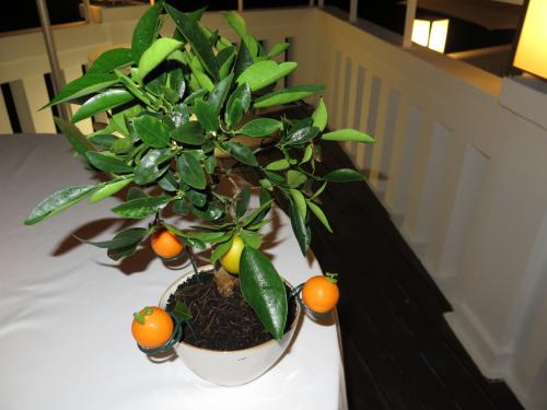 Laranjeira-bonsai&hellip; com as falsas laranjas